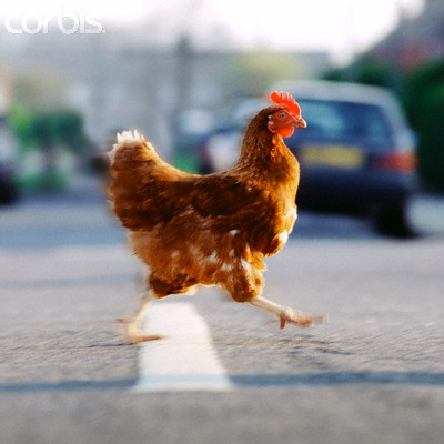 why did chicken cross the road